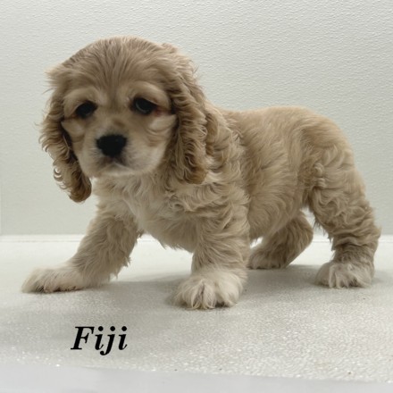 puppy, for, sale, Cocker Spaniel, Joe & Cherri  Overlease, dog, breeder, Miller, MO, dog-breeder, puppy-for-sale, forsale, nearby, find, puppyfind, locator, puppylocator, aca